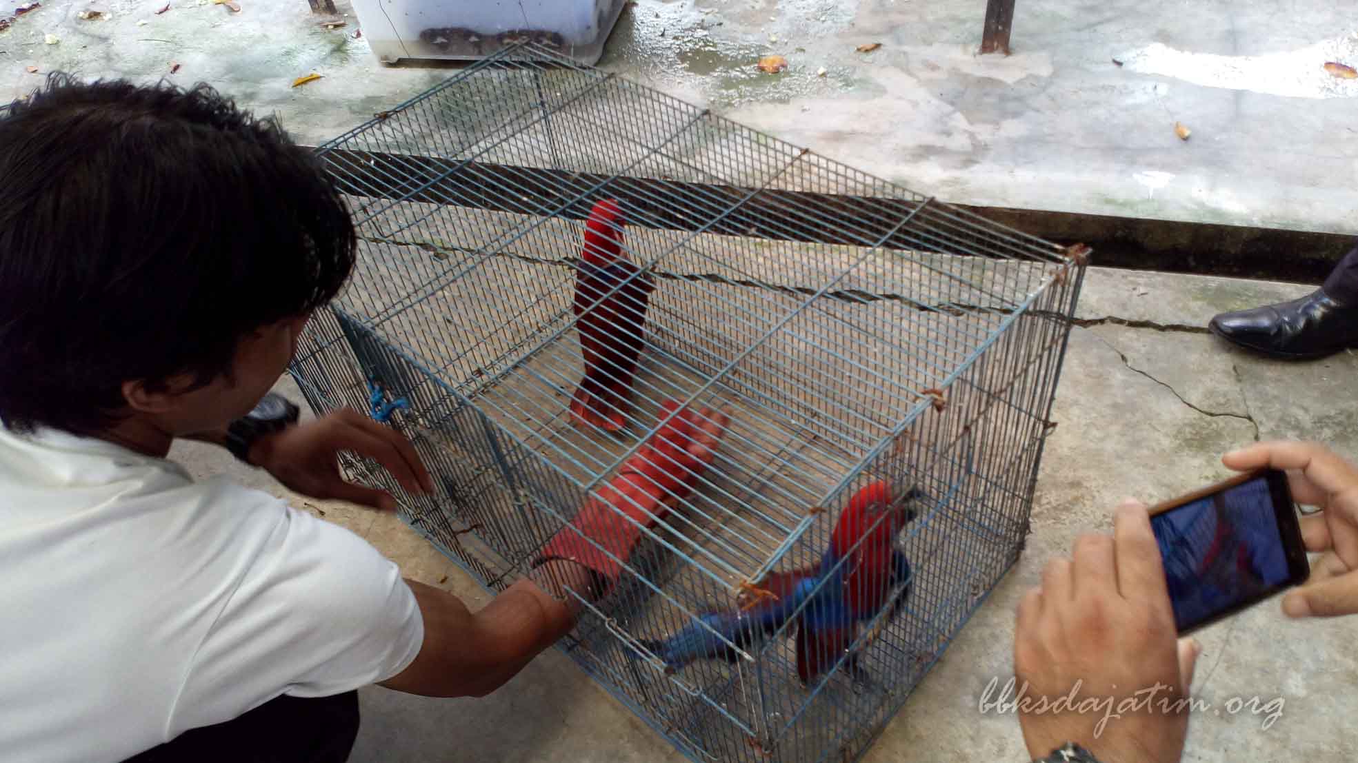 Belasan Jalak Putih dan Elang Jawa Diamankan di Kandang Karantina BBKSDA Jatim