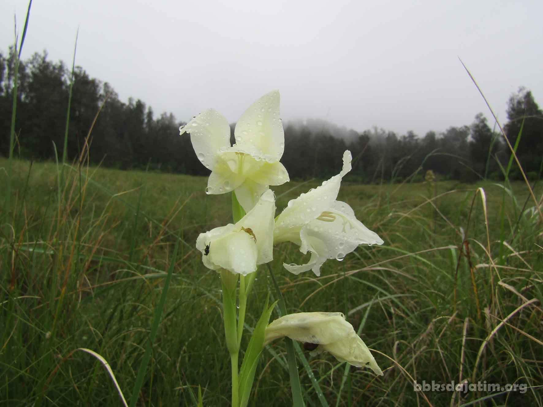 Wow !!! Gladiol Liar Bermekaran Di Savana Sikasur