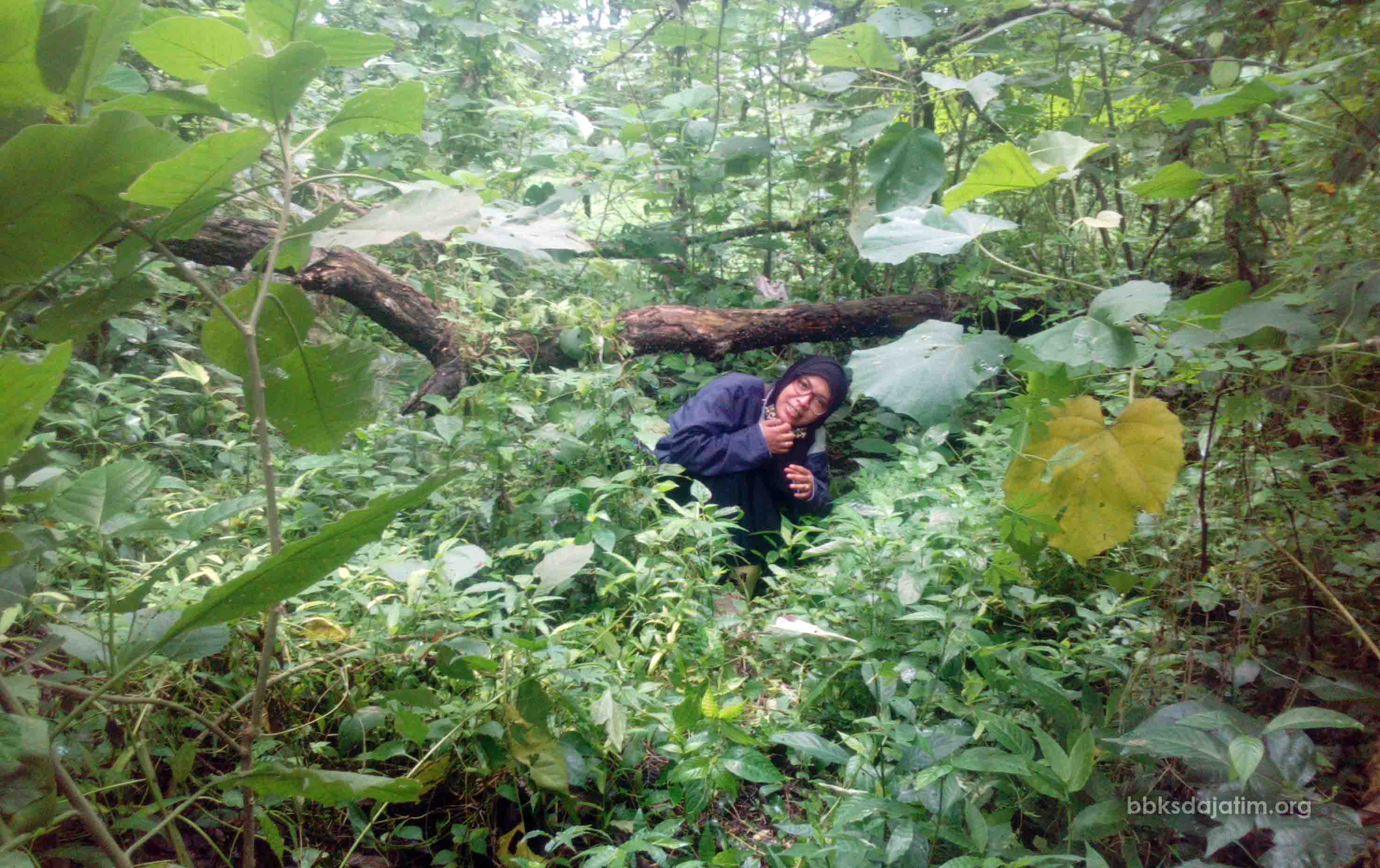 Keren ... Di Manggis Jalan Aspal Bisa Jadi Hutan