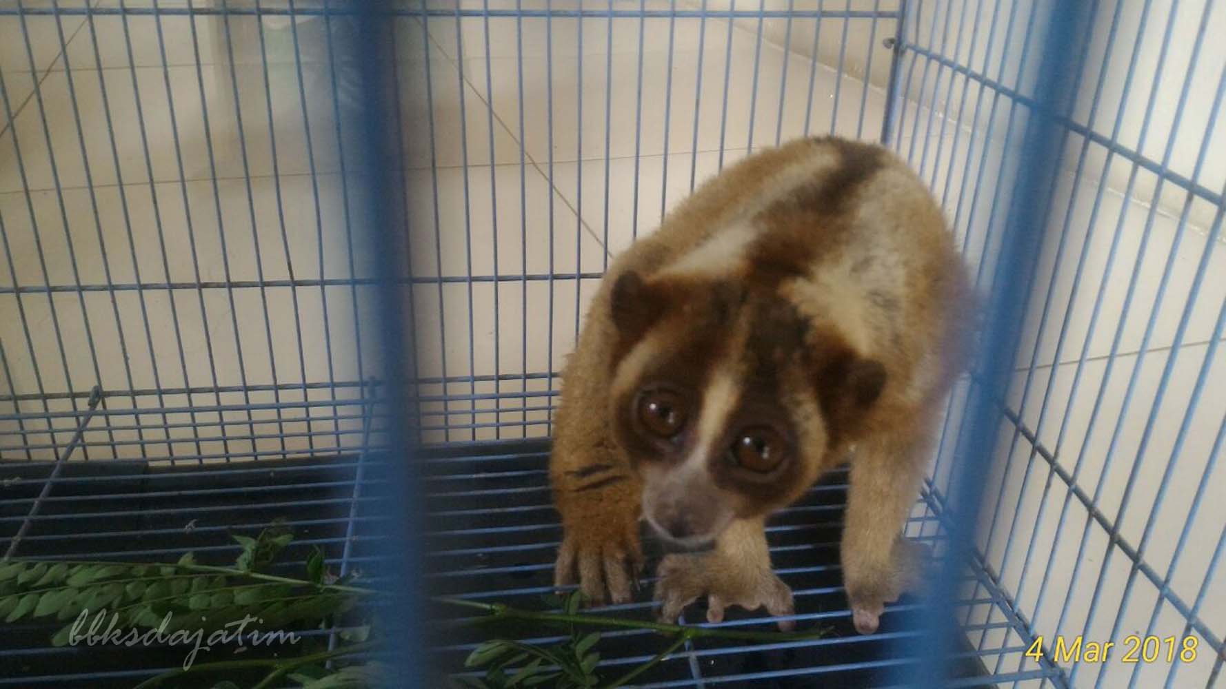 BBKSDA Jatim Dan BPPHLHK Jabalnusra Tangkap Penjual Kukang Online