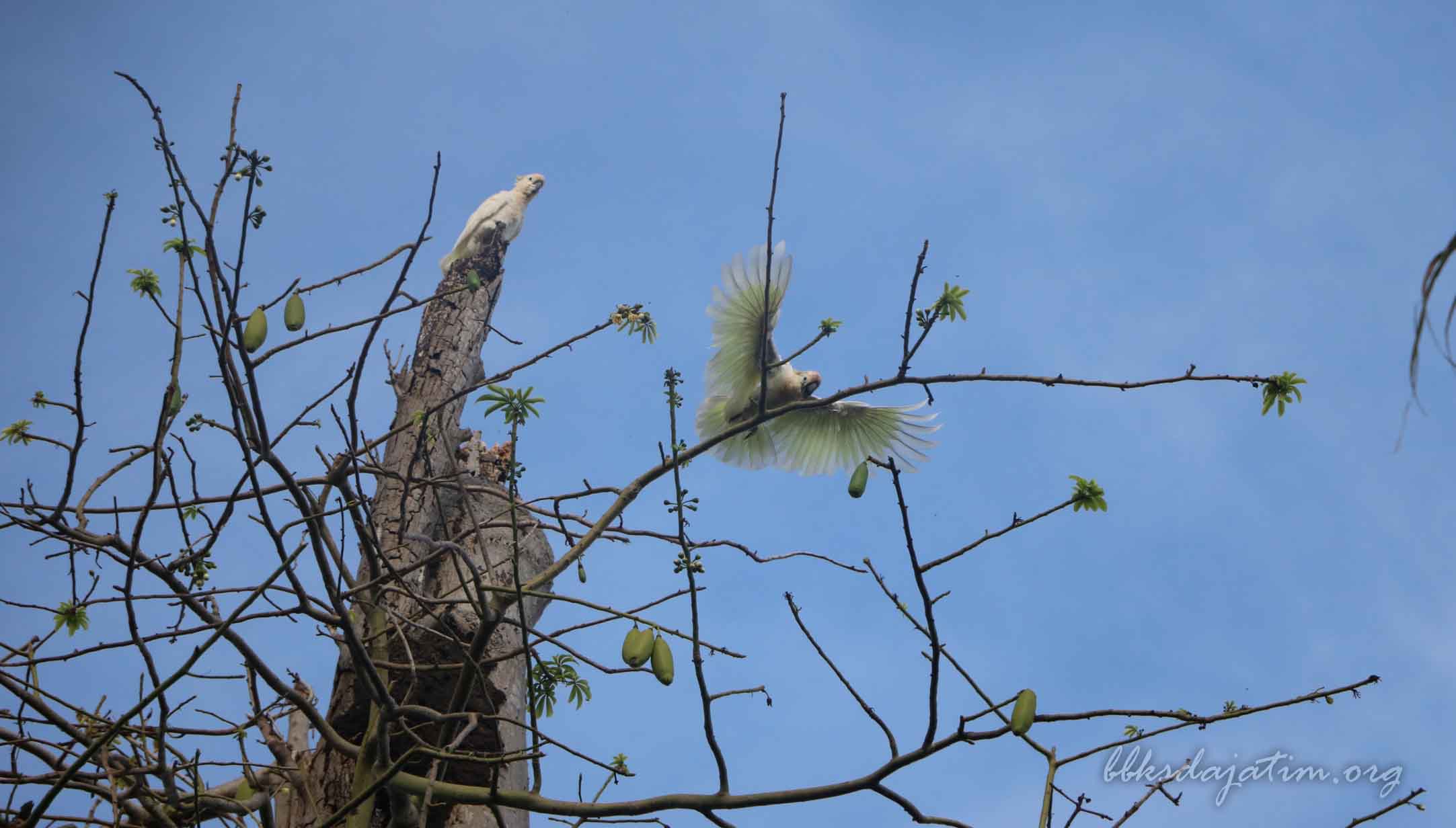 Mitra Polhut Kembali Temukan Sarang Baru Kakatua di Masakambing