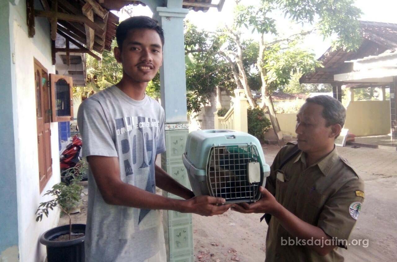 Lagi, Seekor Kukang Diserahkan Masyarakat