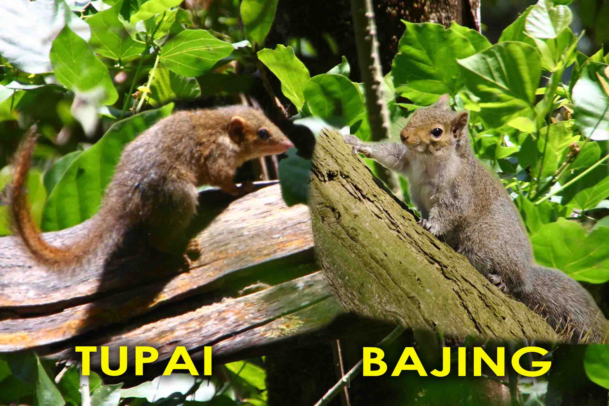 Press Release Pelepasliaran Tupai di Taman Surya Surabaya