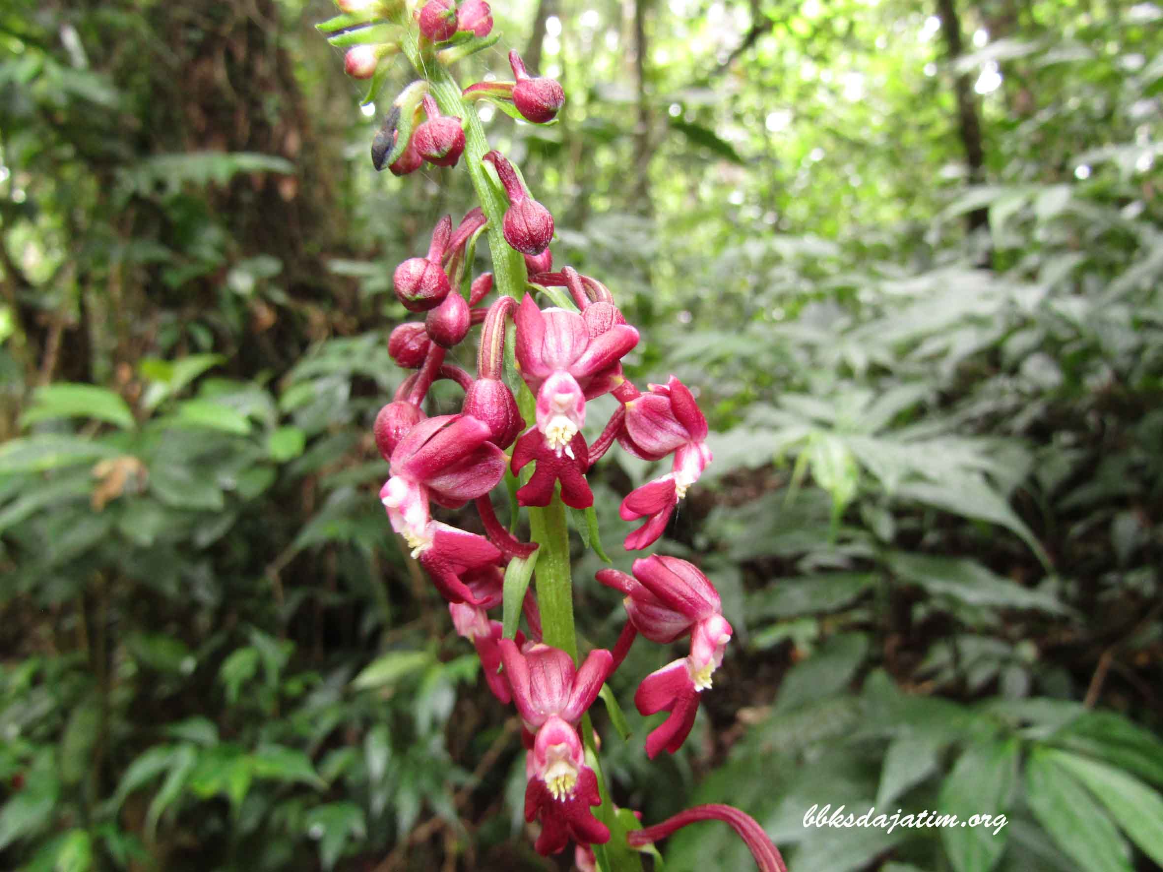 Menikmati Anggrek Mekar Di Jalur Pendakian Argopuro