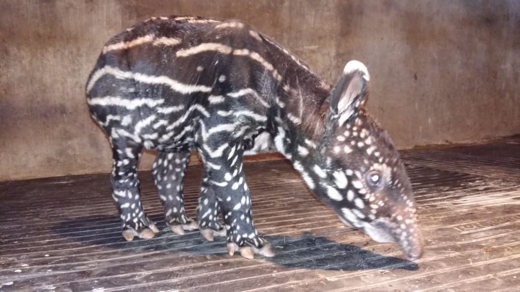 Panda Melahirkan Tapir Di Batu