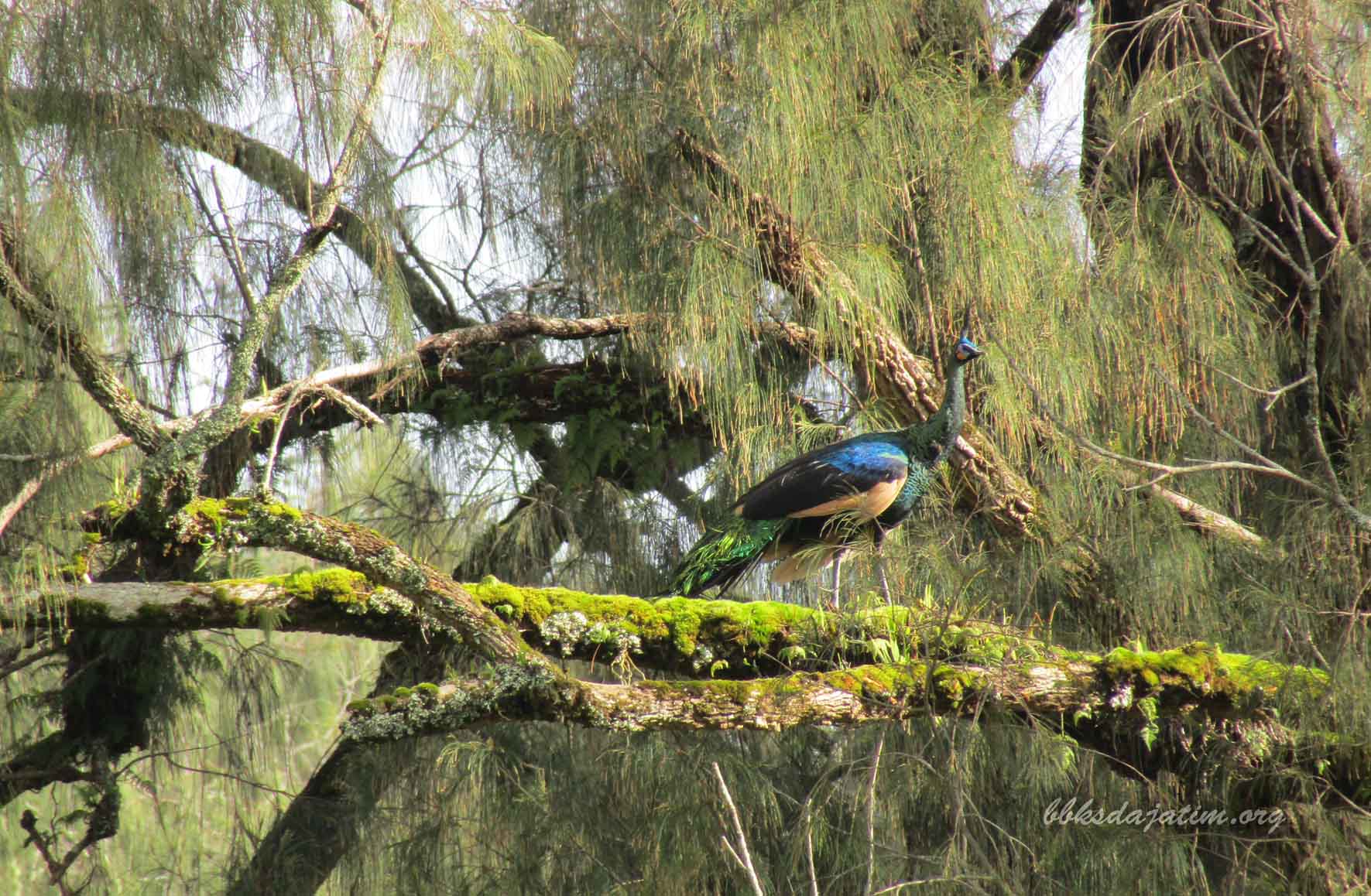 Ayo Liburan Ke Suaka Margasatwa Dataran Tinggi Yang
