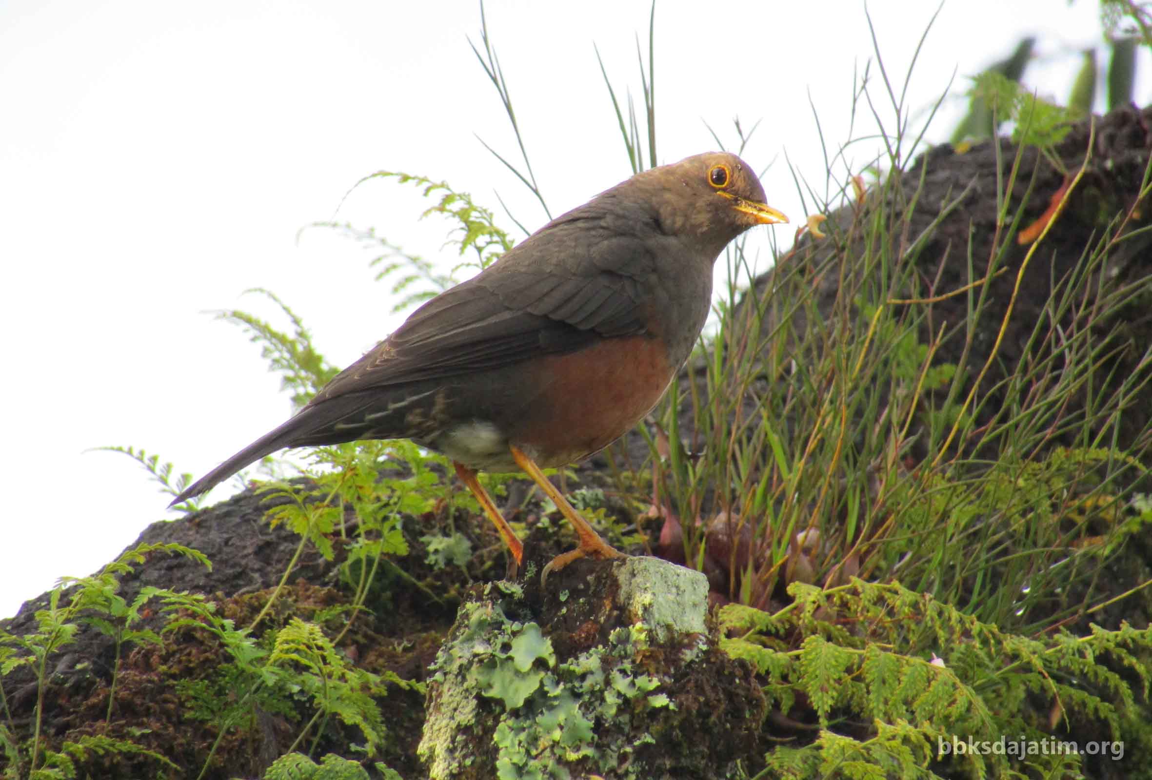 Anis, Sang Pendamping Pendaki Di Argopuro