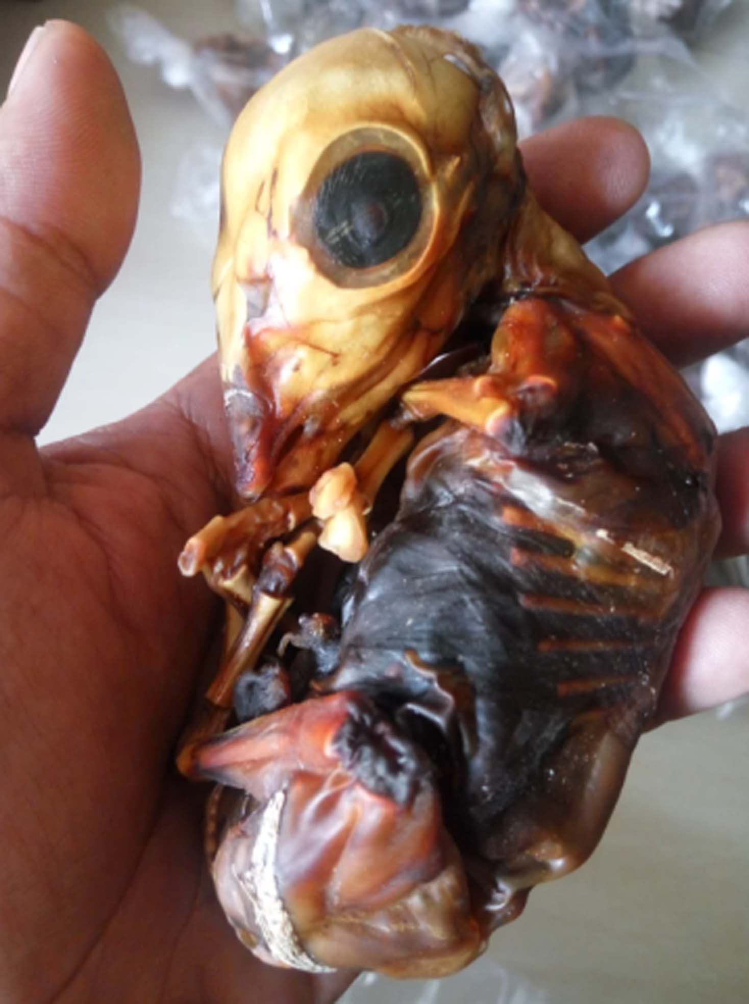 BBKSDA Jatim Jebak Oknum PNS Penjual Janin Kijang