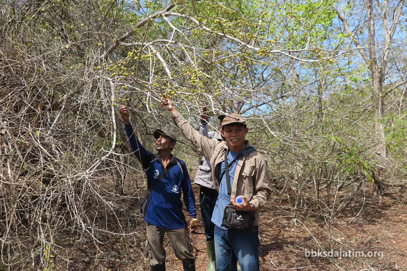 Malaka, Sumber Kehidupan Satwa Liar Saobi