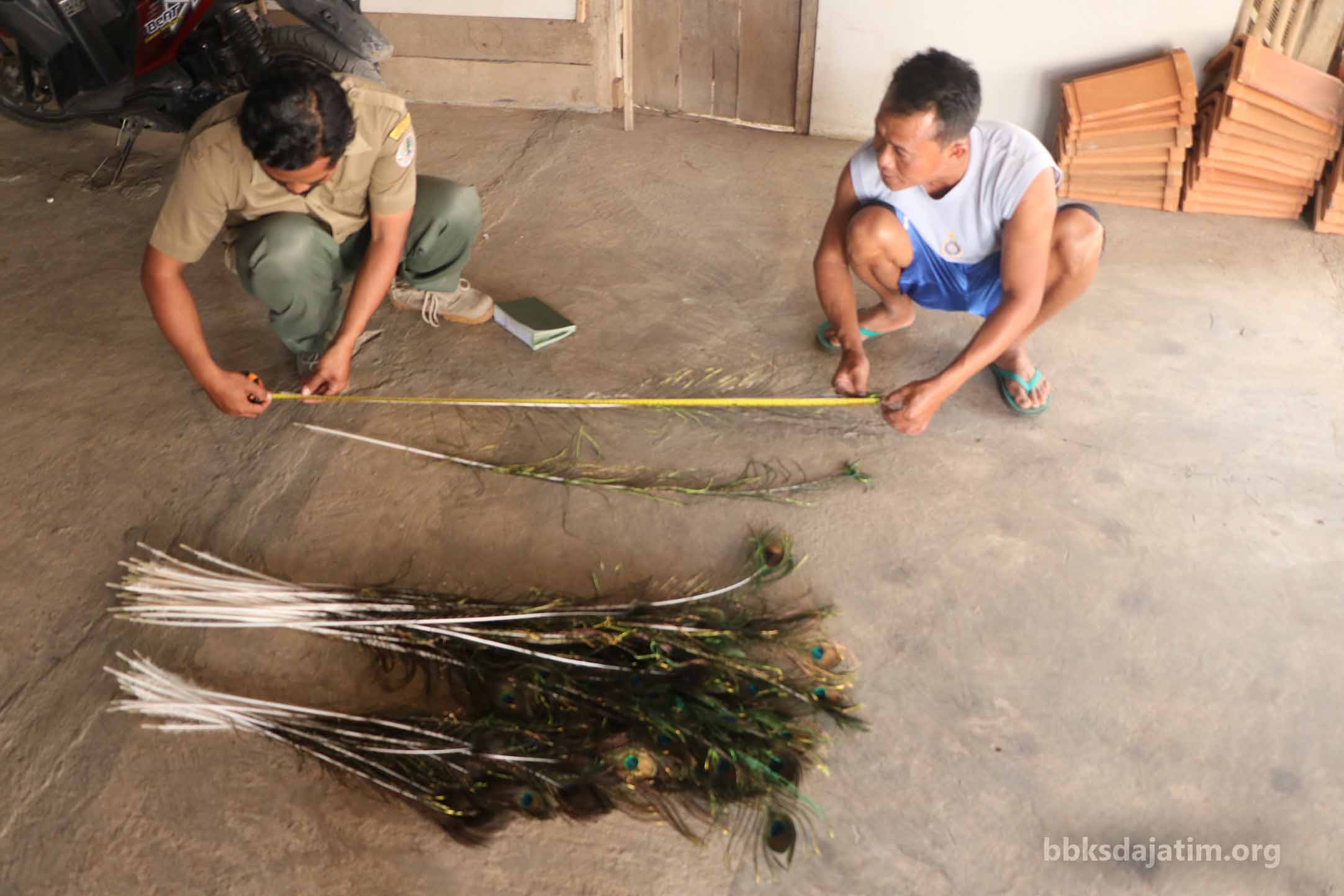 Penandaan Spesimen Bulu Merak