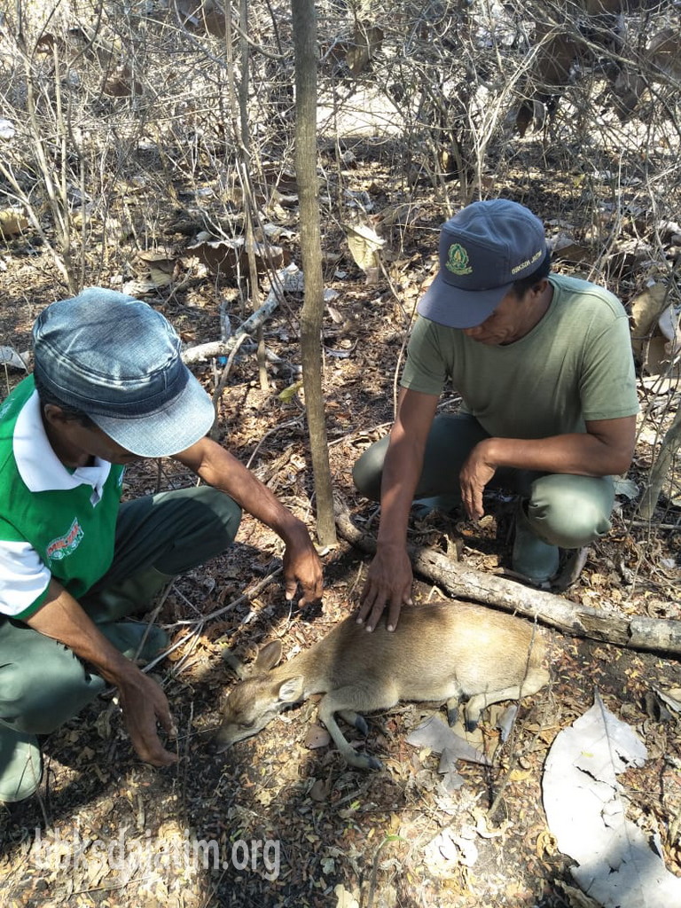 Petugas Selamatkan Anakan Rusa Di Cagar Alam Pulau Saobi