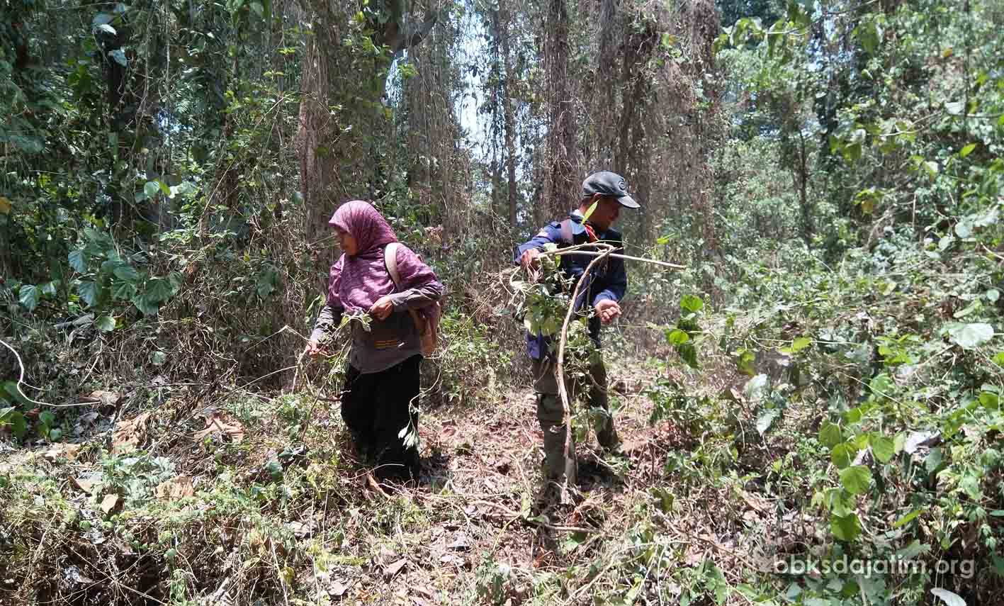 Tithonia Serbu Cagar Alam !!!