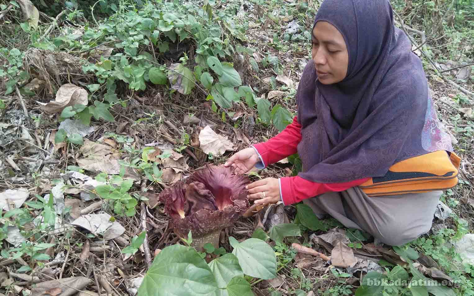 Bunga Bangkai Mekar di Manggis Gadungan