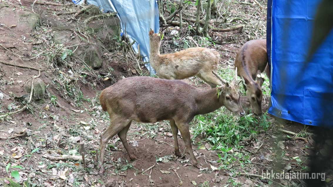 Peringati Hari Cinta  Puspa Dan Satwa, BBKSDA Jatim Lepasliarkan Rusa Timor