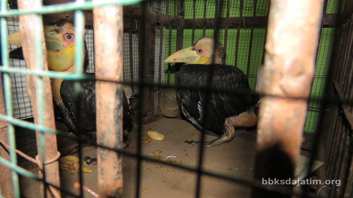 Lagi, Penjual Satwa Online Dibekuk