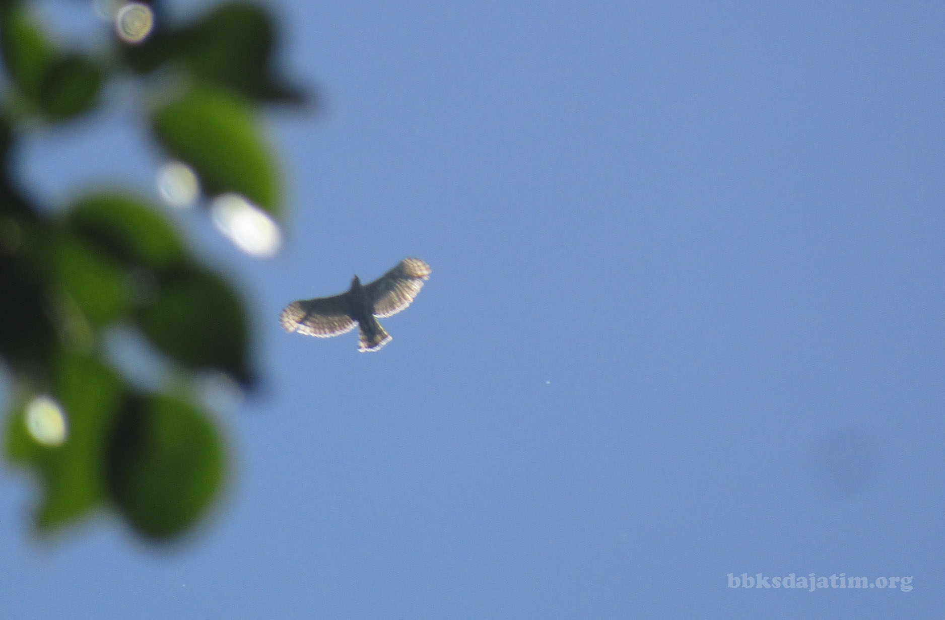 Ternyata Ada Garuda Di Lereng Argopuro