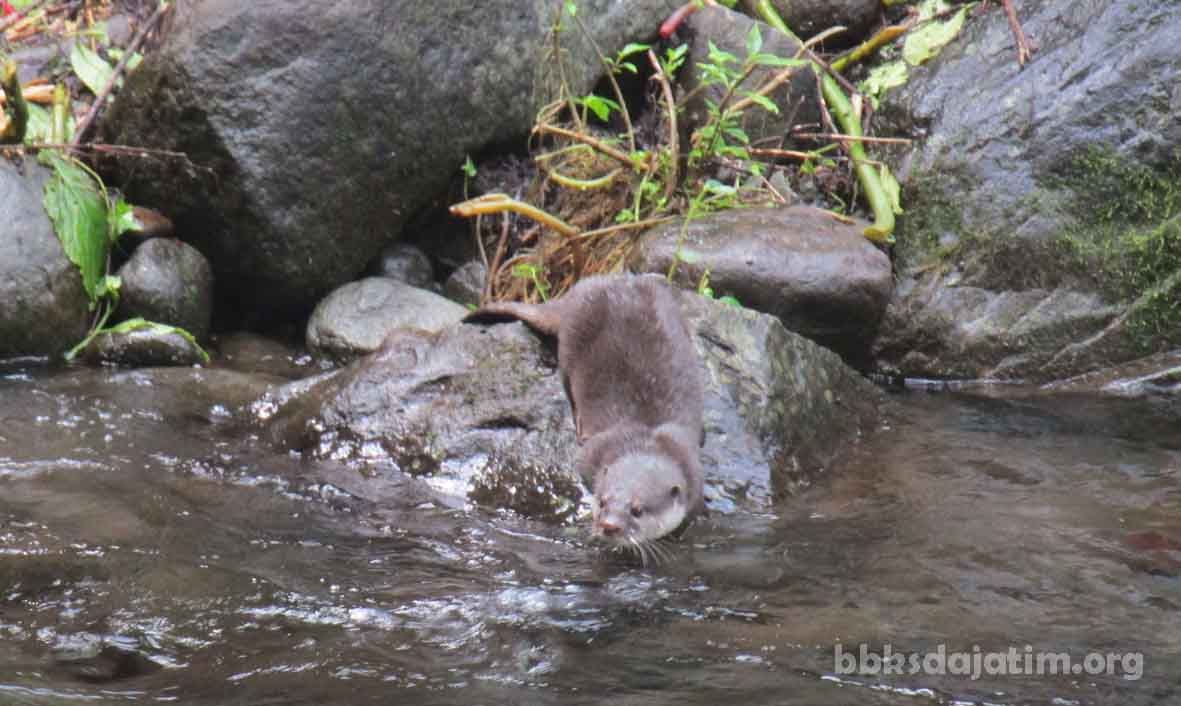 Berang-Berang Cakar Kecil, Bioindikator Perairan Lereng Argopuro