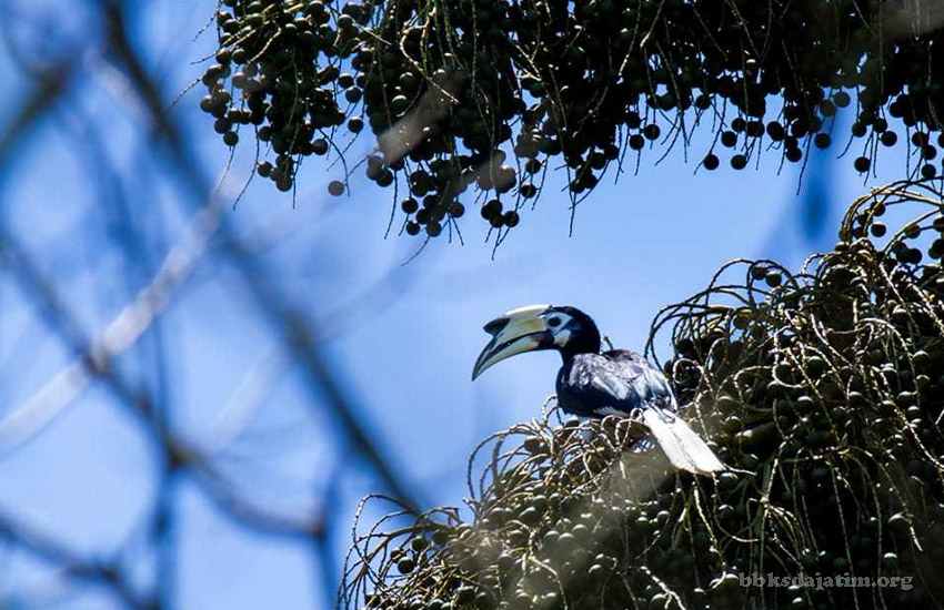 Tim Monitoring Burung Jumpai Rangkong Badak di Cagar Alam Pulau Sempu