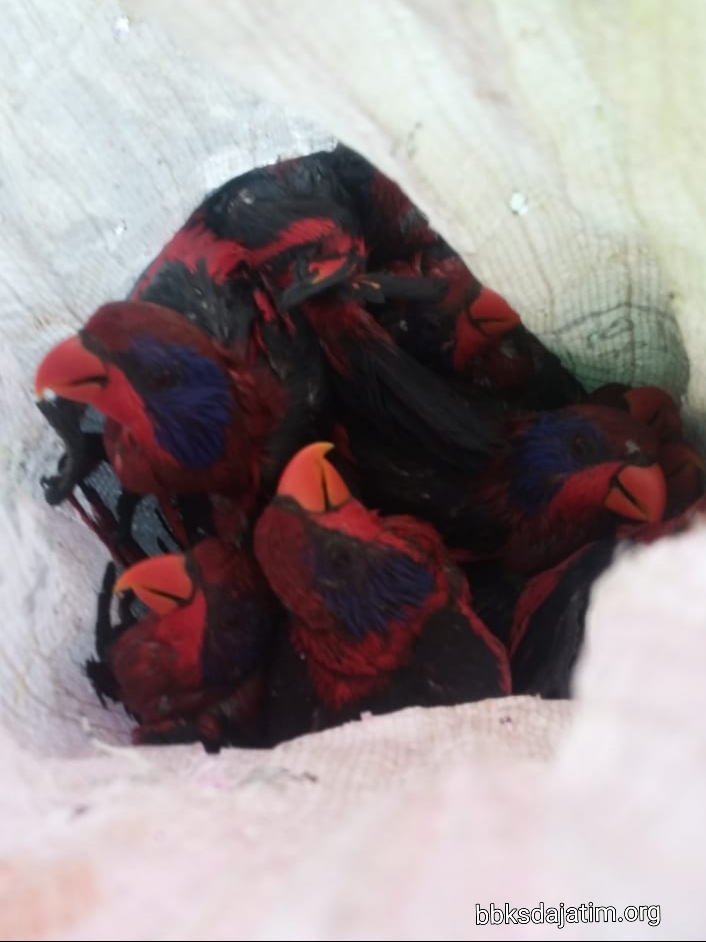 Lagi, Penyelundupan Burung Melalui Tanjung Perak Berhasil Digagalkan