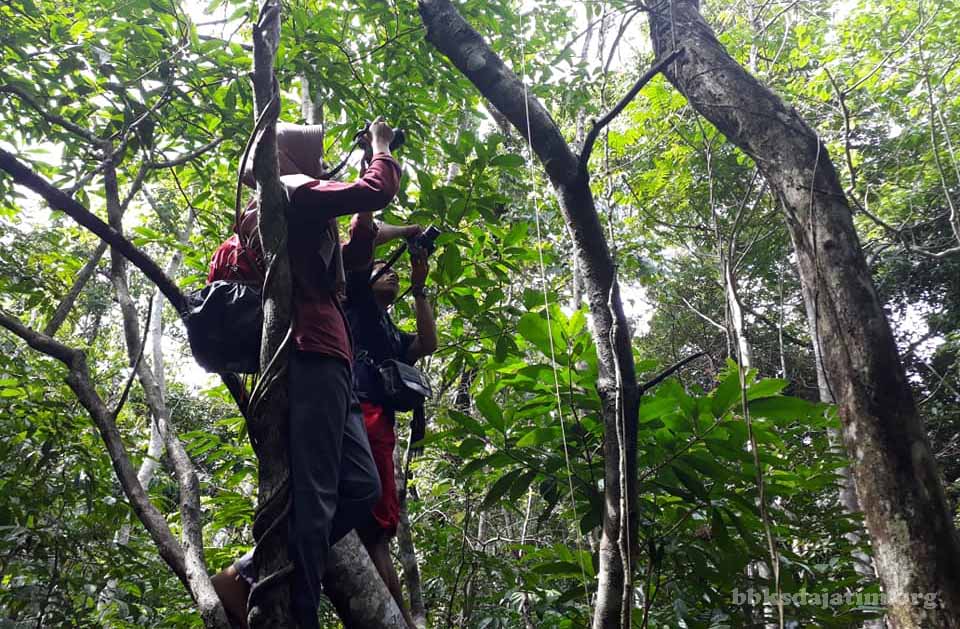 Ekspedisi Baladewa Temukan 17 Genus Anggrek Di Bawean
