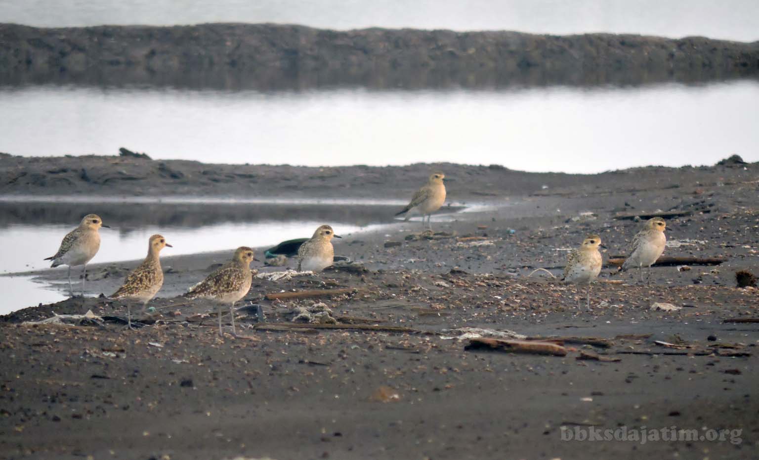 Asian Waterbird Census Di Probolinggo