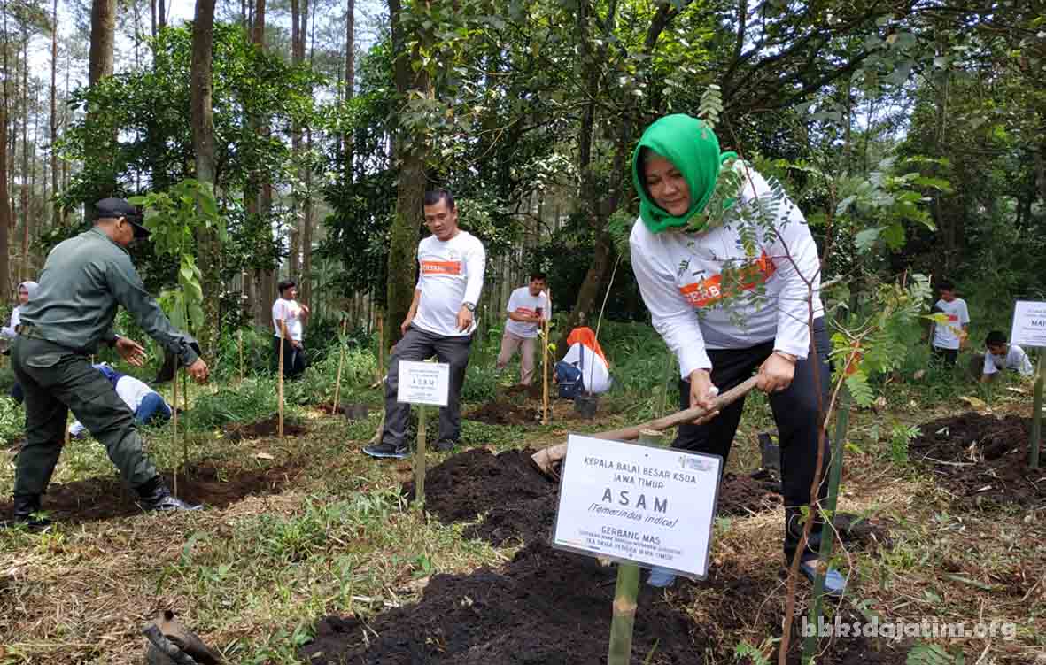 Peringati Hari Bakti Rimbawan, 1.000 Bibit Pohon Ditanam