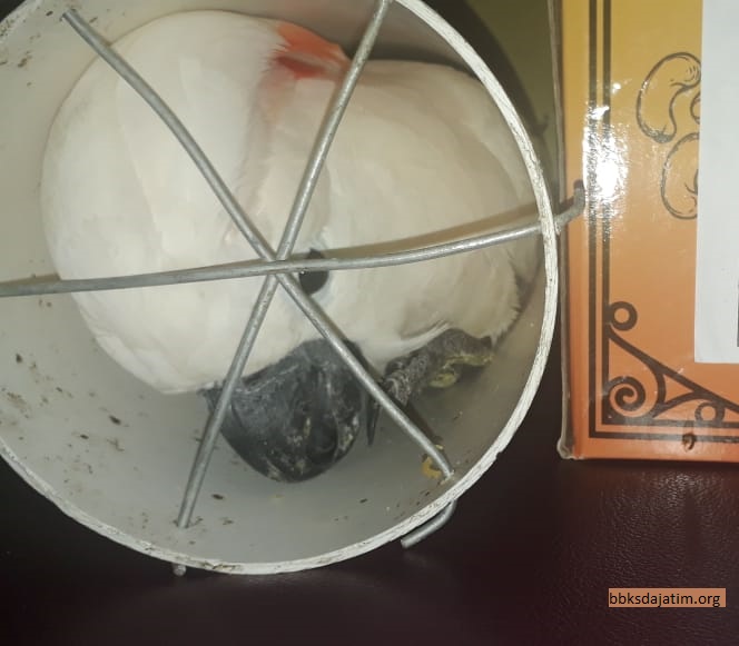 Lagi, BBKSDA Jatim OTT Penjual TSL