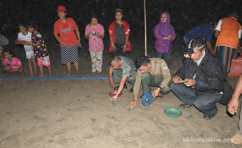 BBKSDA Jatim Lepas 74 Penyu Lekang Kembali Ke Habitanya