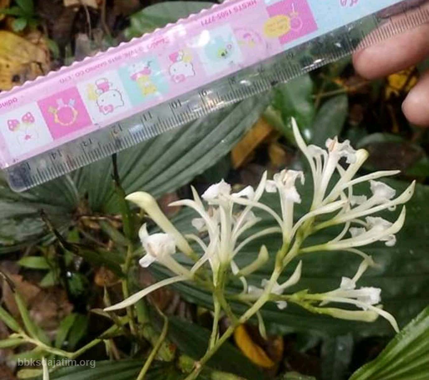 Tersesat, Mencari Si Putih Di Besowo