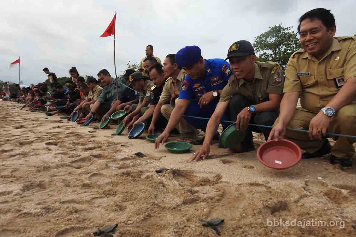 BBKSDA Jatim Lepasliarkan 318 Penyu Lekang
