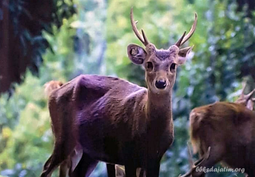 Rusa Bawean “Agelejer”
