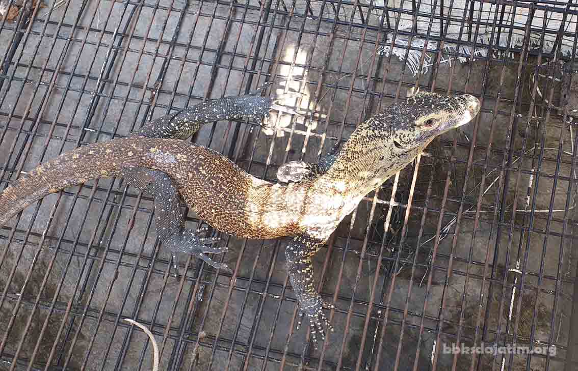 BBKSDA Jatim Siap Lepasliarkan 6 Komodo