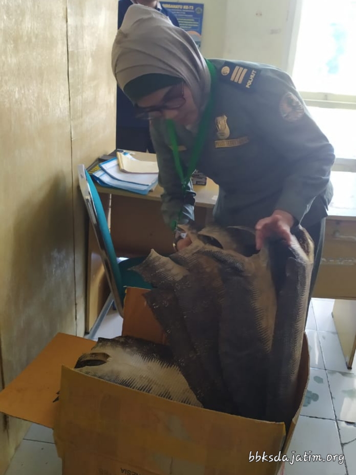 Sigap, Polhut BBKSDA Jatim Gagalkan Pengiriman Kulit Biawak Via Bandara Banyuwangi