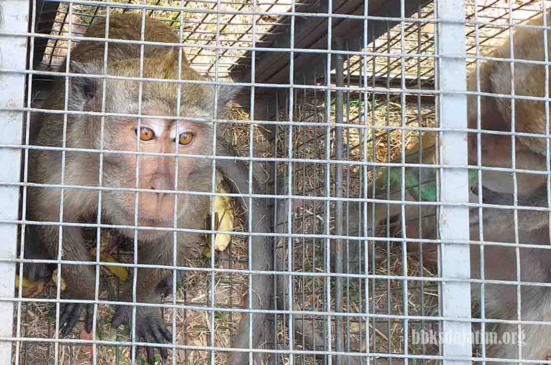 BBKSDA Jatim dan Pemkot Surabaya Akan Tangani Konflik Satwa Bersama