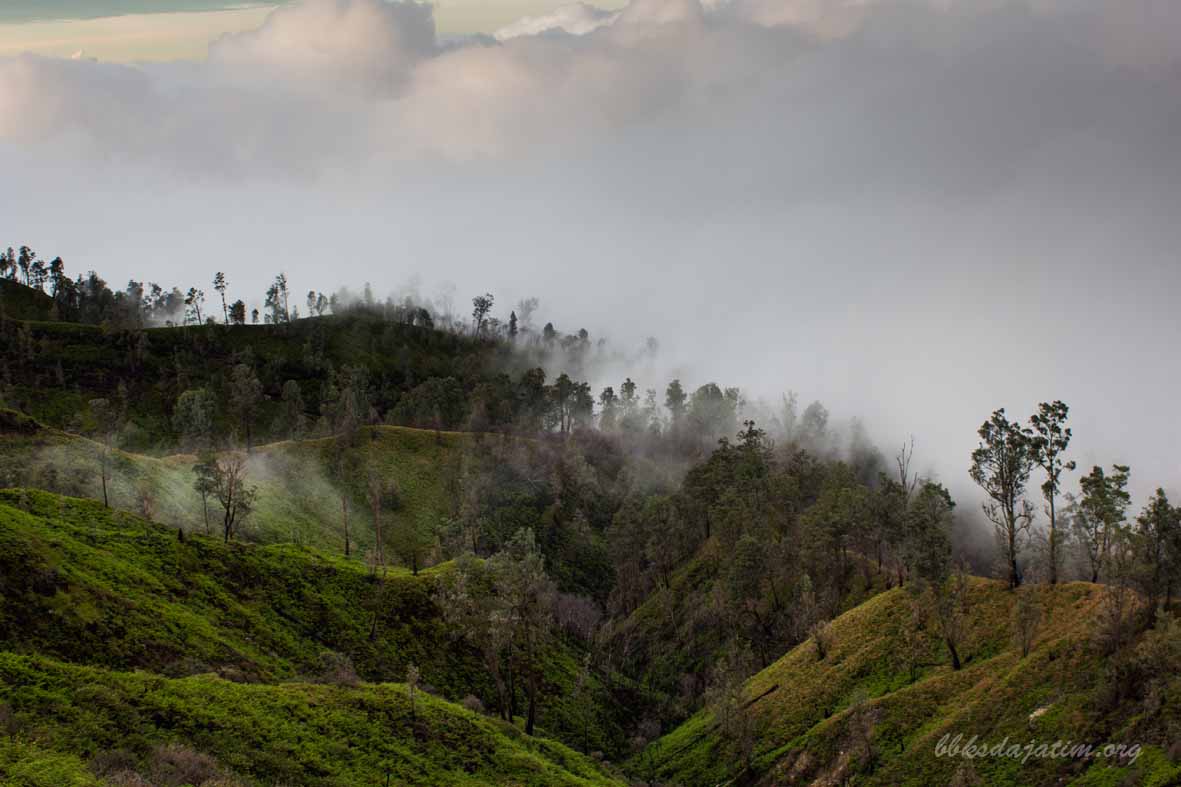 Cagar Alam Kawah Ijen Merapi Ungup-Ungup