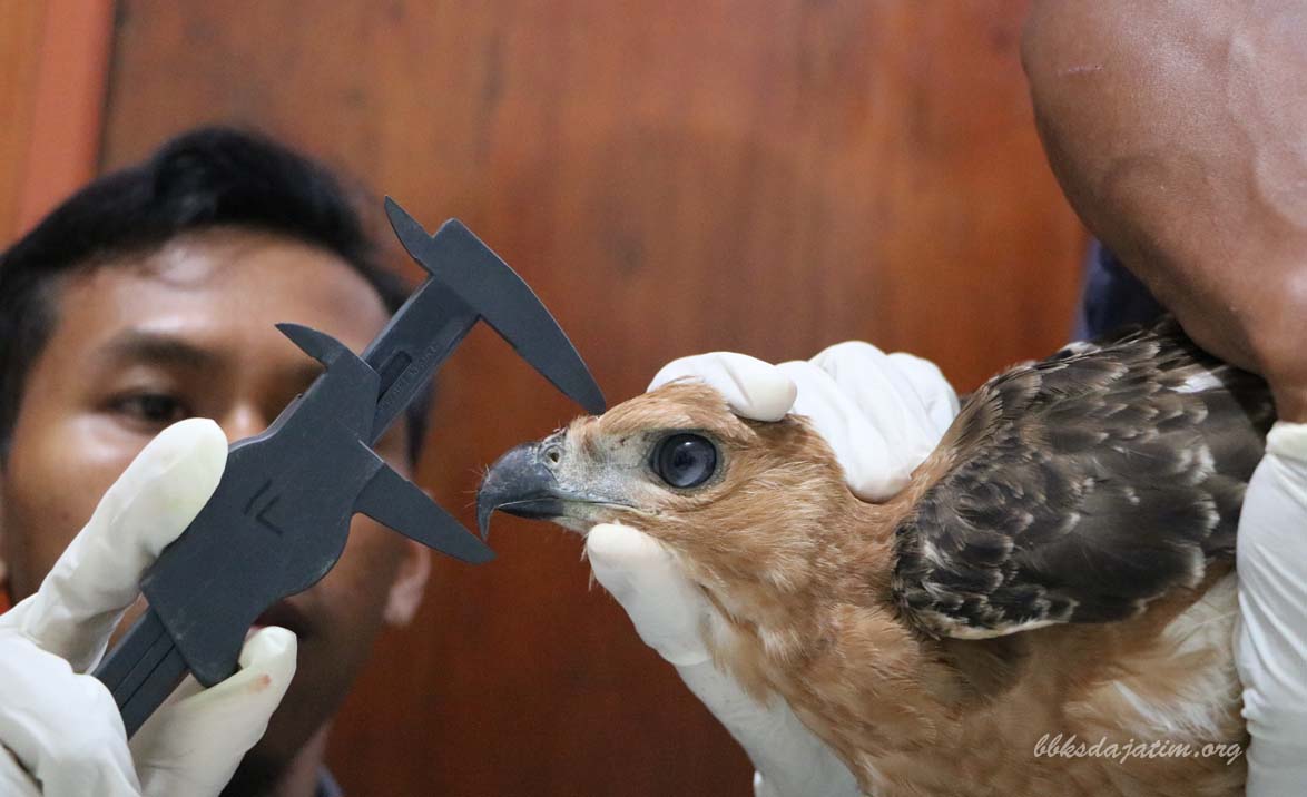 Lakukan Tes Morfometri, BBKSDA Jatim Siapkan Release Elang Jawa Lagi