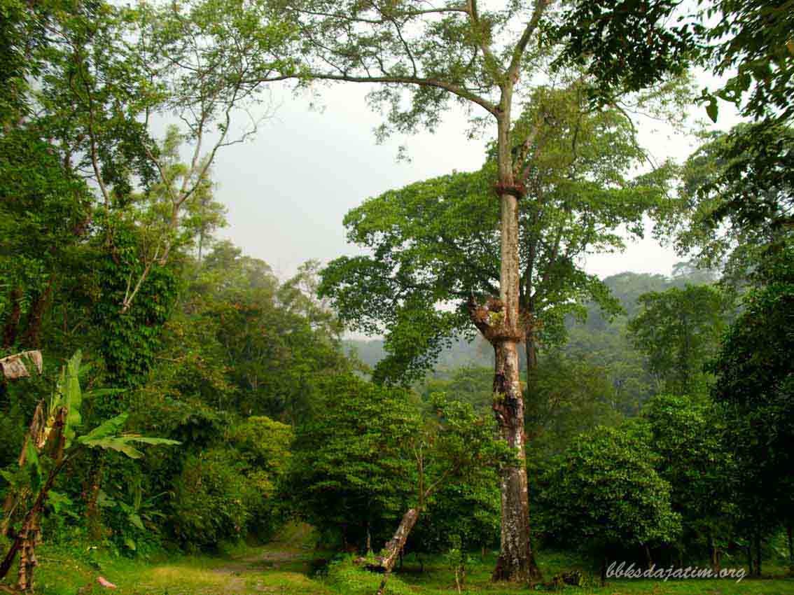 Taman Wisata Alam Tretes