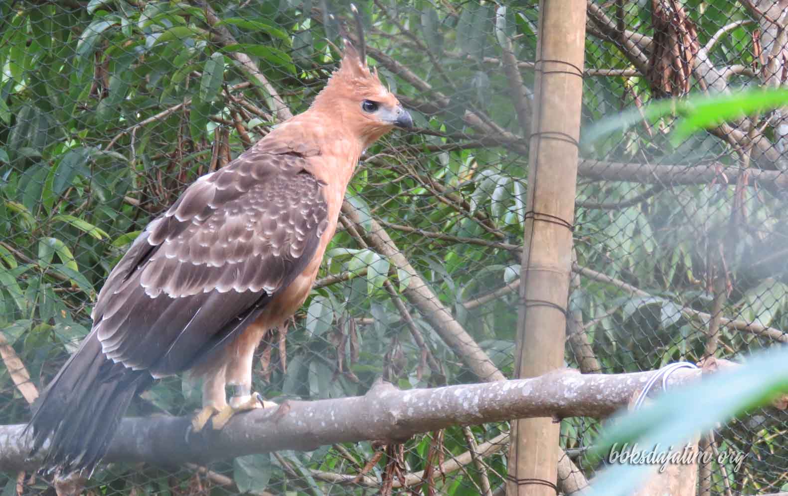 BBKSDA Jatim Pastikan Lepasliar Elang Jawa November Ini