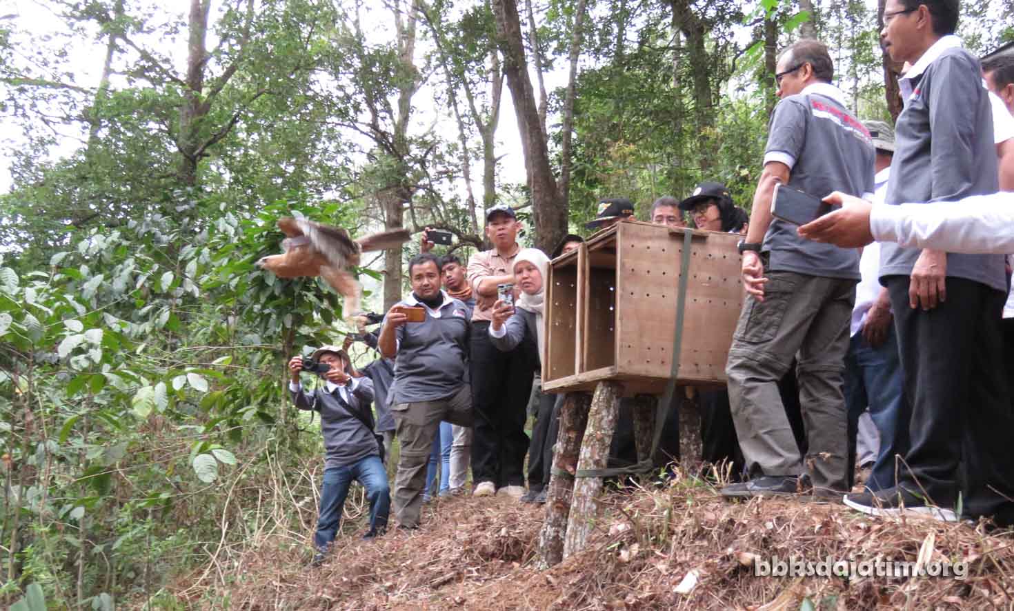 Lagi, BBKSDA Jatim Lepasliarkan Elang Jawa