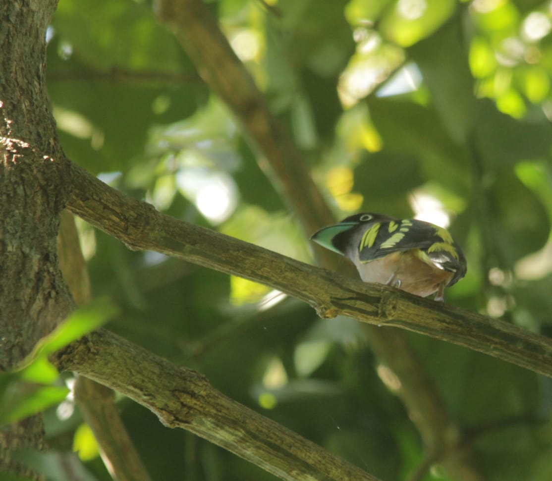 Penyelundupan Ratusan Cucak Hijau Kembali Digagalkan BBKSDA Jatim
