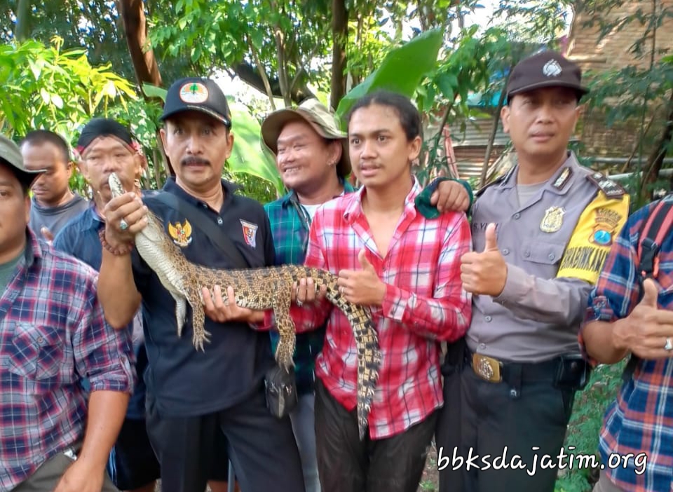 Akhirnya, Buaya Wringin Anom Berhasil Ditangkap, Ini Ceritanya …