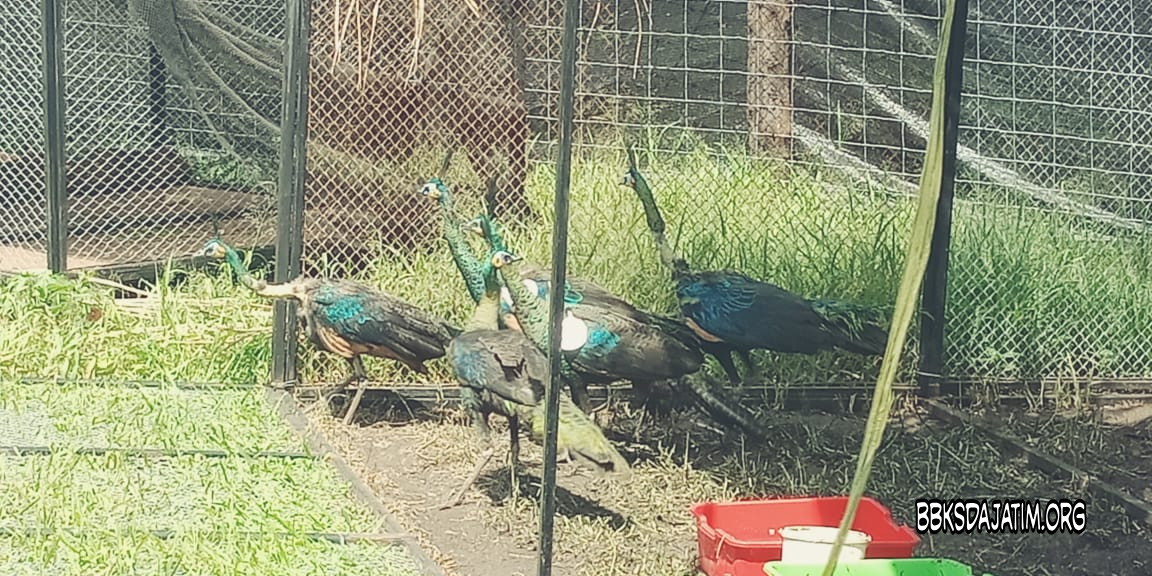 BBKSDA Jatim Lepasliarkan 21 Satwa di Baluran