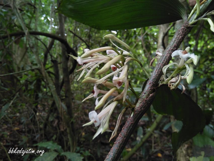 Menanti Senyum Si Cantik Putih Kayu Manis