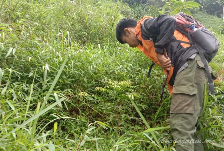 Musim Hujan, Petugas Sulam Tanaman Pemulihan Ekosistem di Picis - Sigogor