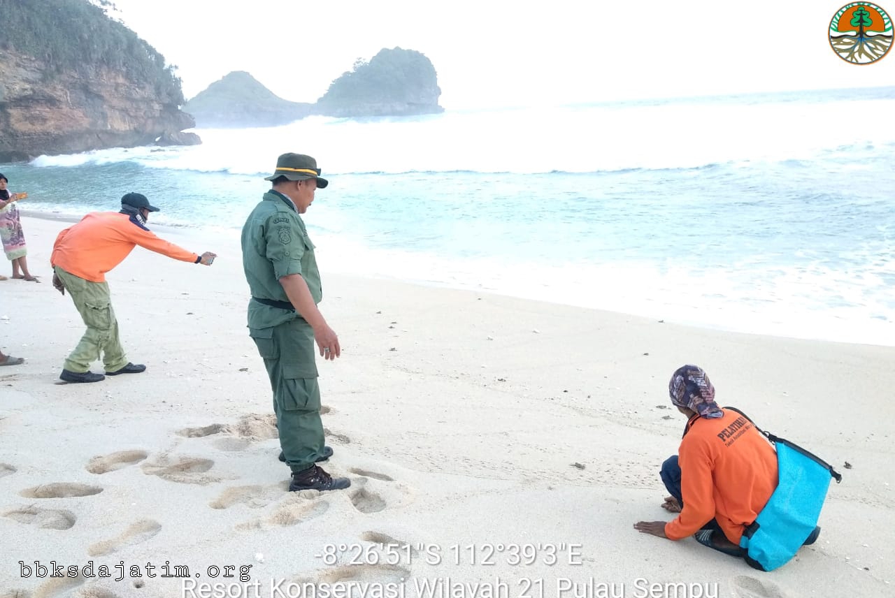 Pelepasan Tukik Di Pantai Goa Cino