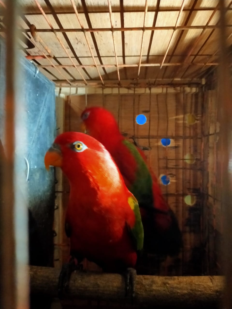 44  Kakatua Dari Jawa Timur Diantar Pulang Kampung ke Ambon