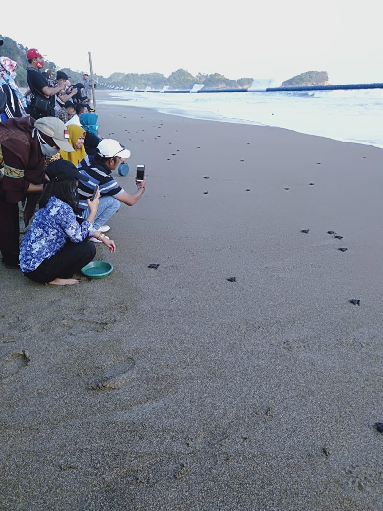 Ribuan Tukik Kembali Berenang di Beberapa Pantai Wilayah Malang Selatan
