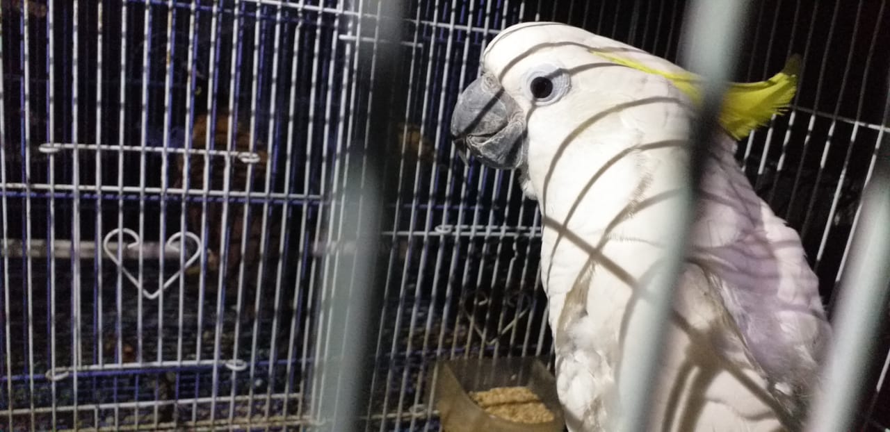 Bbksda Jatim OTT Kembali Penjual Satwa Dilindungi