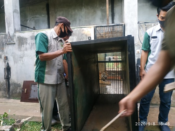 KONDISI BHAKSI HARIMAU SUMATERA  DI LEMBAGA KONSERVASI MAHARANI ZOO DAN GOA