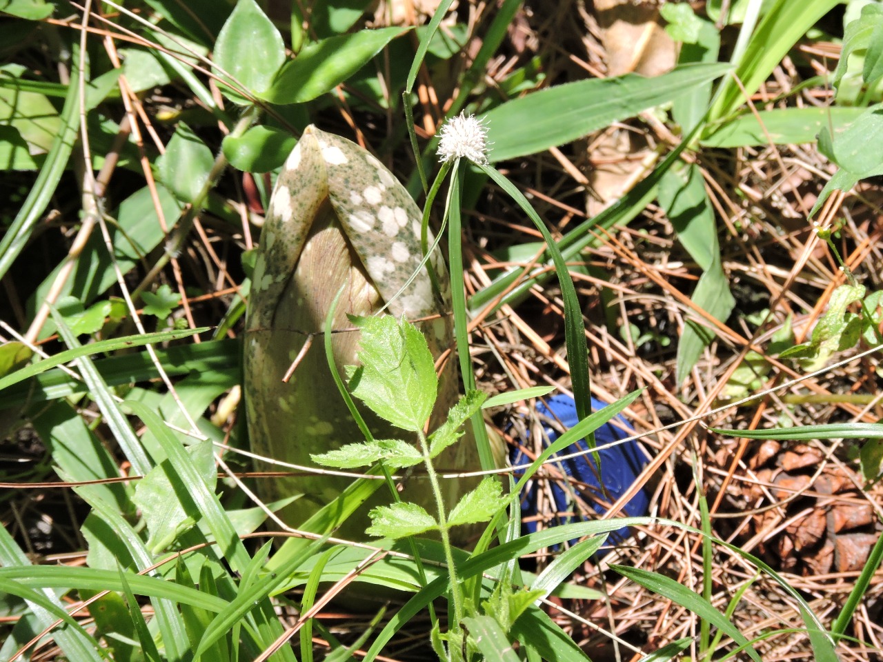 Tidak Semua Bunga Bangkai itu Rafflesia Arnoldi